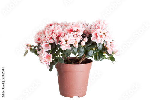 Blossoming azalea  in a flowerpot