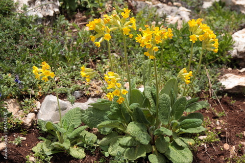 Primula veris. Primavera, Hierba de San Pablo.