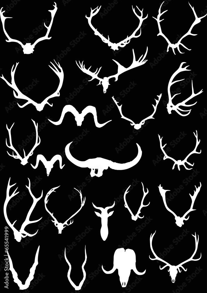 set of white twenty one antler and horns set of white twenty one antler and horns