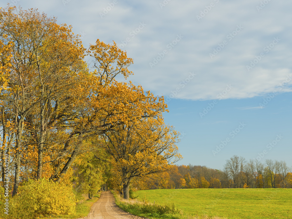 Countryside road among autumnal trees, Latvia