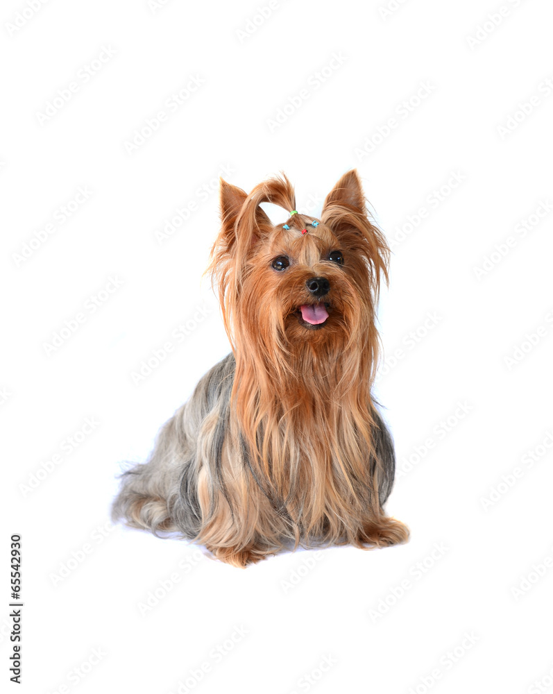 yorkshire terrier isolated on white yorkshire terrier isolated on white