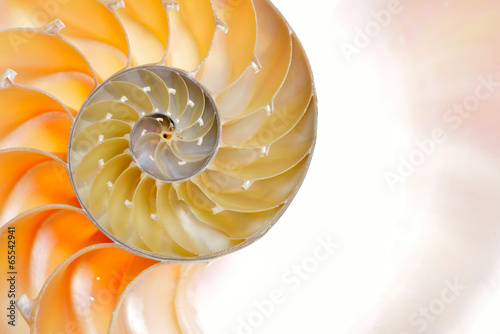 nautilus shell isolated on white background