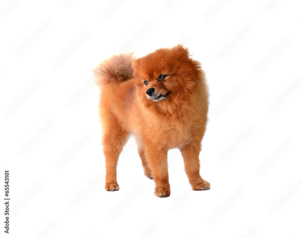 Obraz premium pomeranian dog isolated on white background