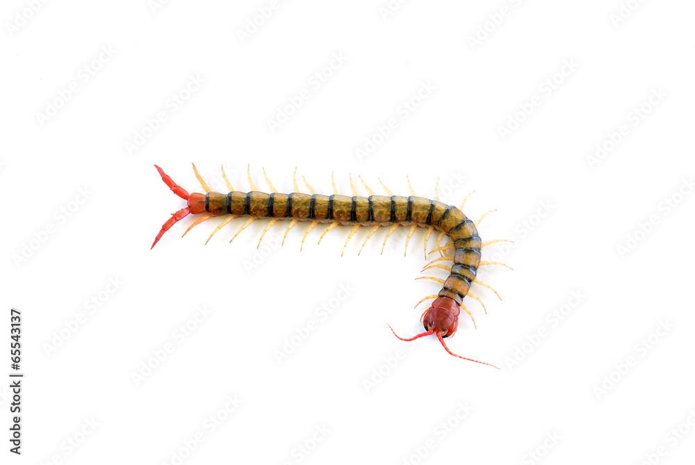 Centipede Centipede