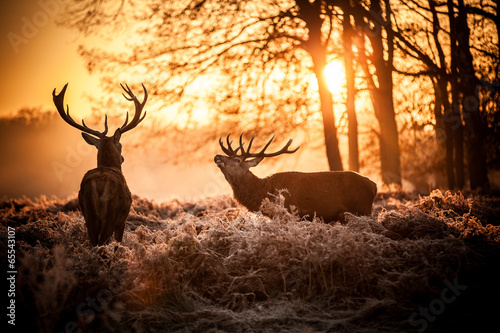 Fotografia Red Deer in Morning Sun.