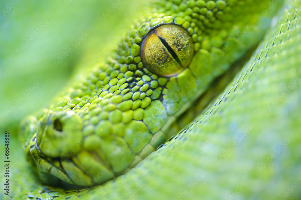 Naklejka premium Green tree python