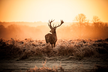 Glasbilder Tieren Rotwild in der Morgensonne.  © arturas kerdokas