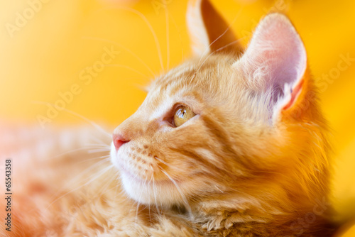 Red-white tabby Maine Coon cat
