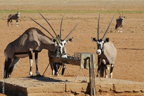 Oryxantilopen an der Tränke photo