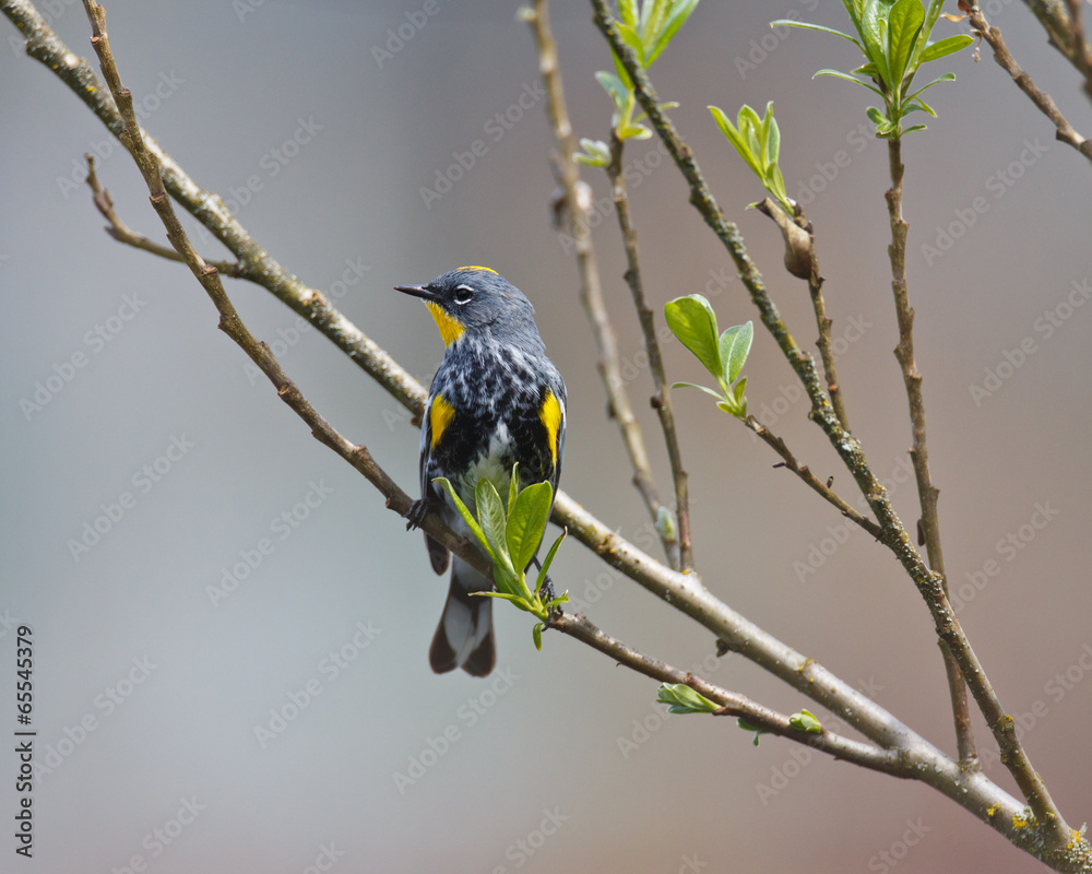 Perched Yellow-rumped Warbler