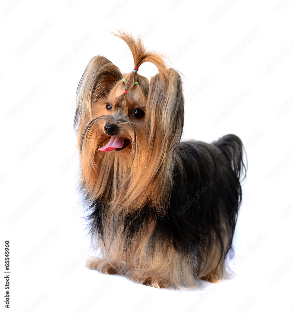 yorkshire terrier isolated on white yorkshire terrier isolated on white