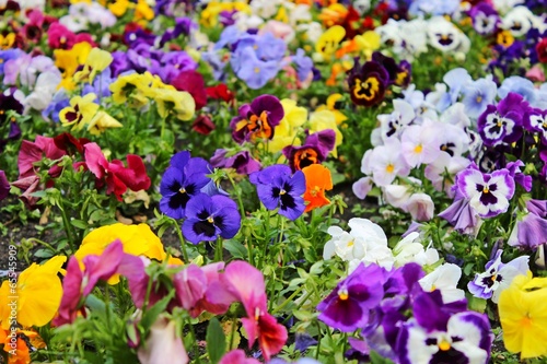 Stiefmütterchenbeet