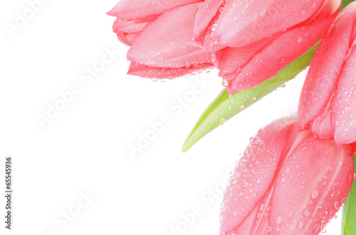 Fototapeta Naklejka Na Ścianę i Meble -  Magenta Tulips