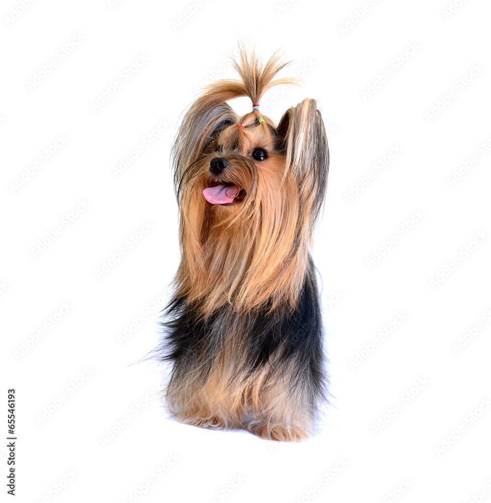 yorkshire terrier isolated on white yorkshire terrier isolated on white