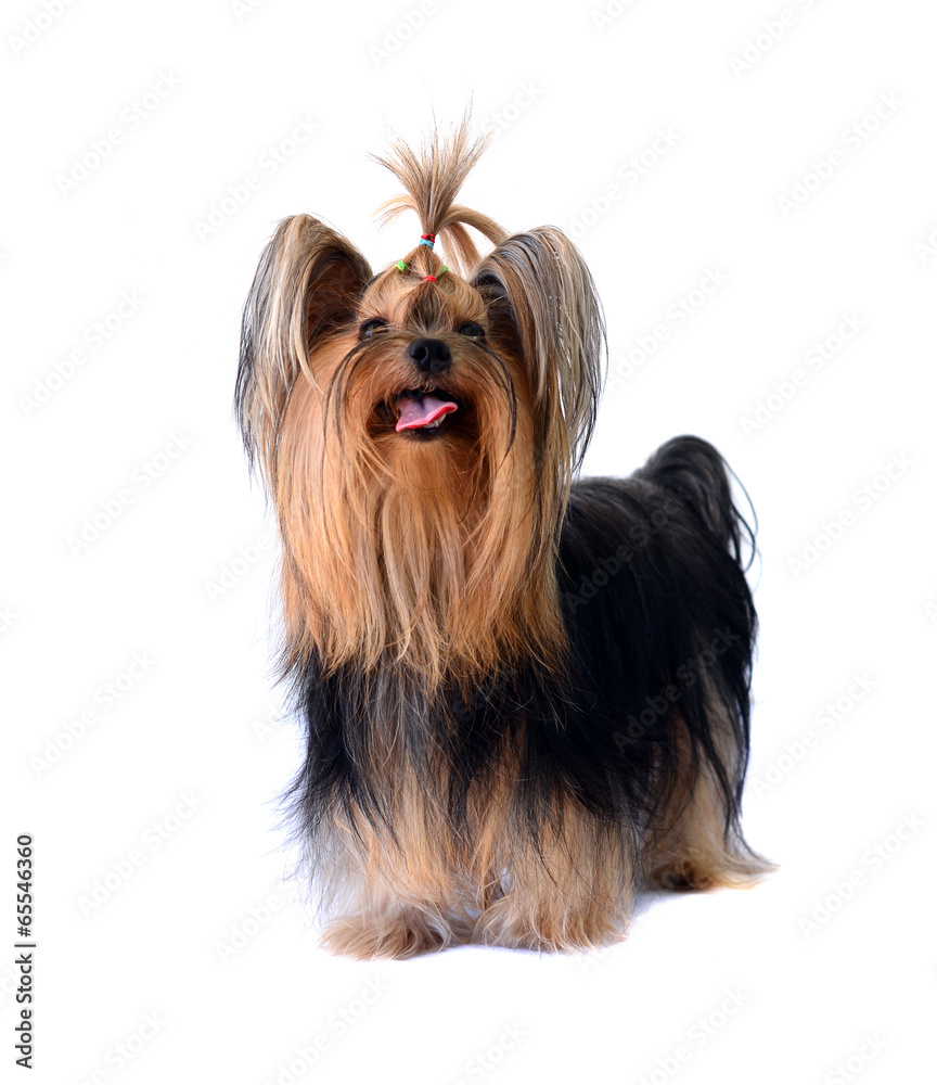 yorkshire terrier isolated on white yorkshire terrier isolated on white