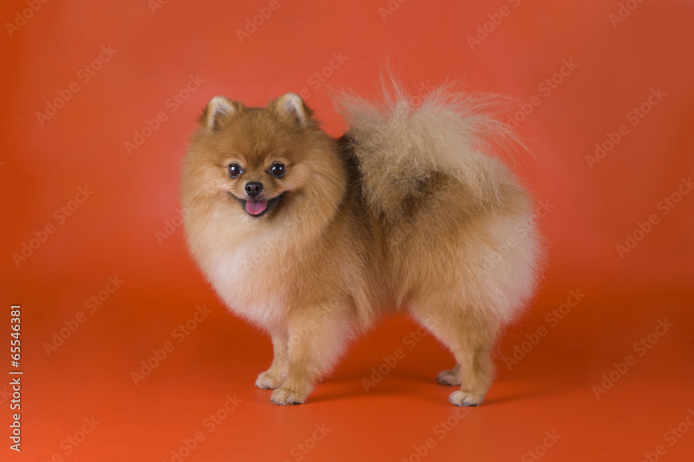 small Pomeranian dog small Pomeranian dog