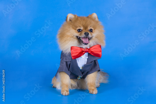 small Pomeranian dog