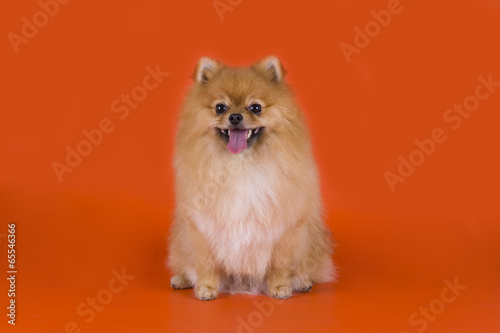 small Pomeranian dog