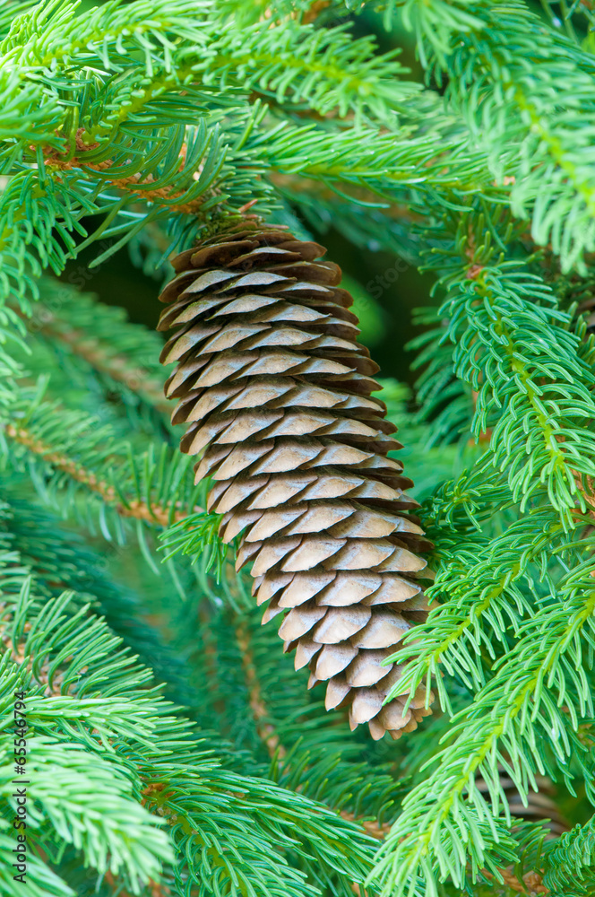 Fir cone on branches