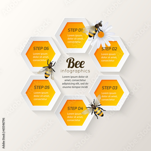 Bee infographics steps
