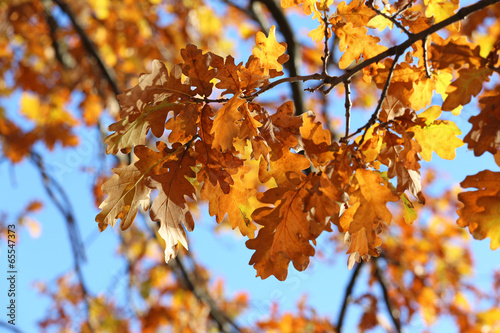 Herbstliche Blätter der Eiche