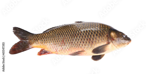 Raw fish carp.