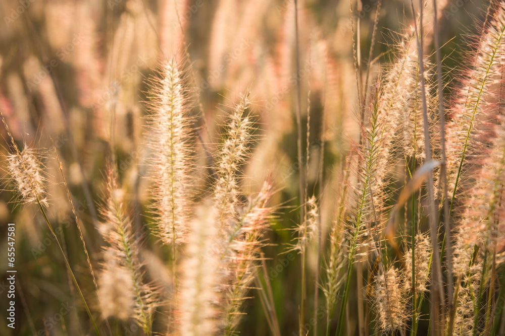 Fototapeta premium plants grass field at gold sunset