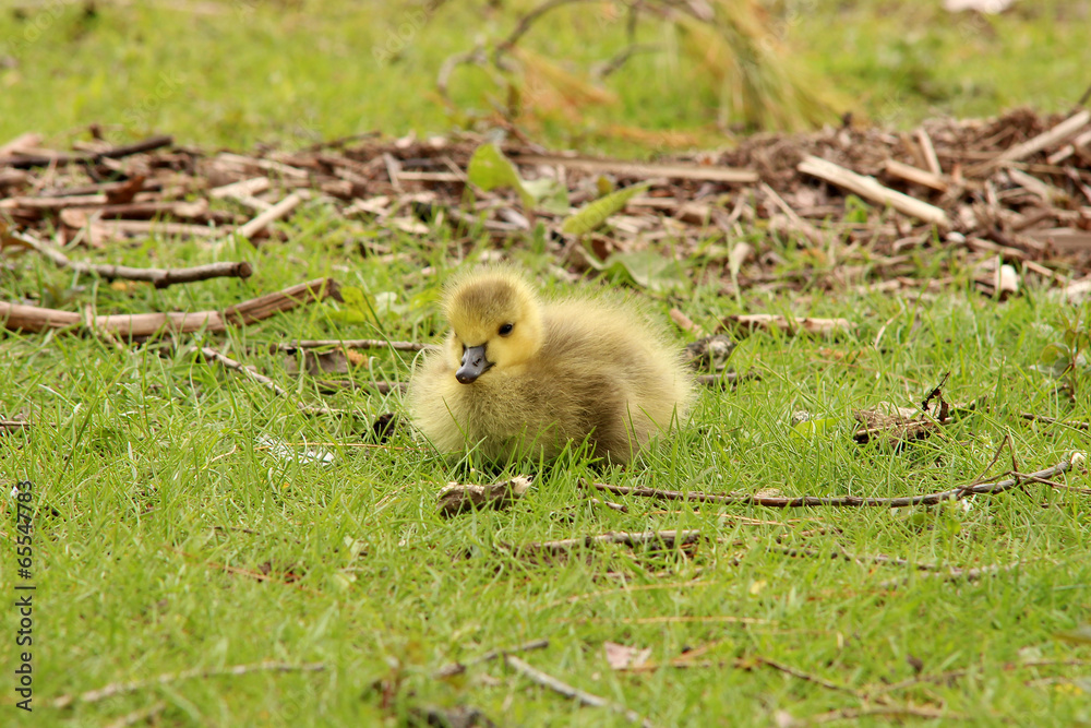 Fototapeta premium Baby Canada goose in the grass