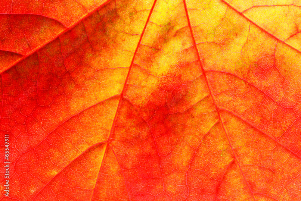 Fototapeta premium Maple leaf close up background