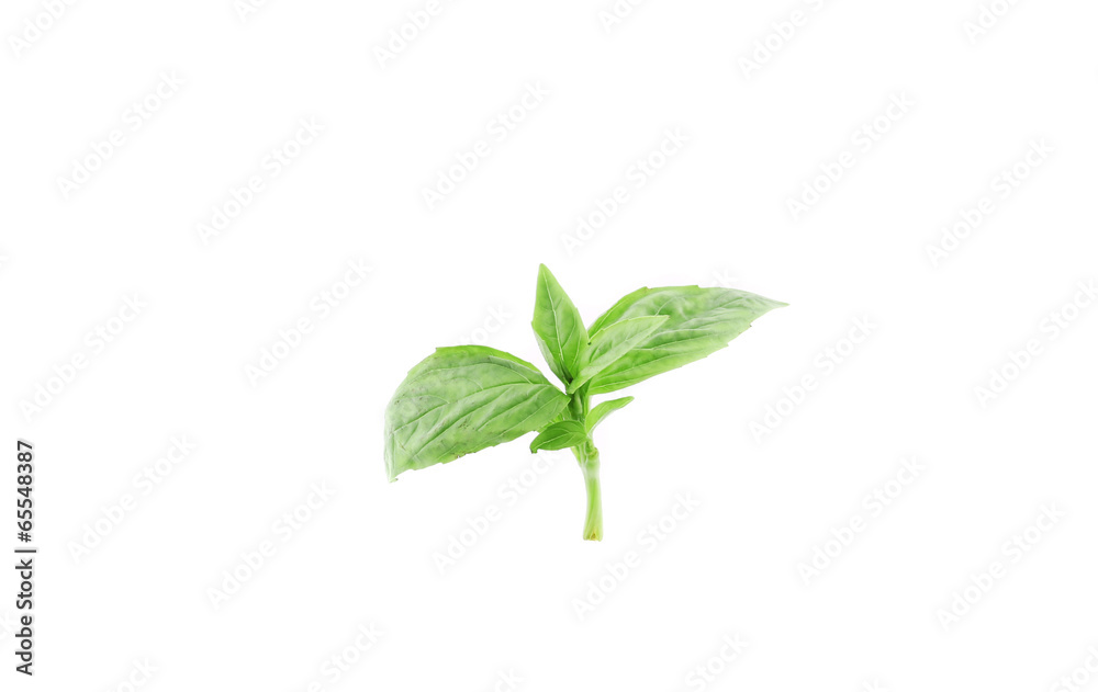 Close up of basil leaves.