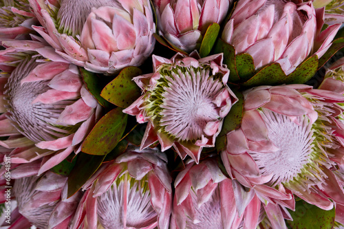 Königs-Protea photo