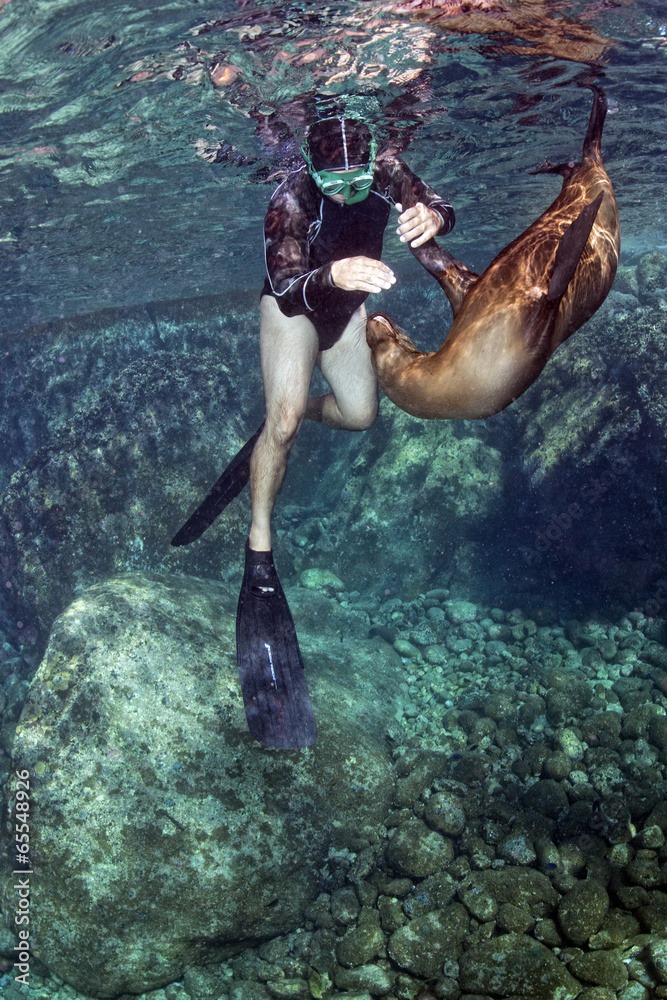 Naklejka premium Puppy sea lion underwater while playing with a snorkelist