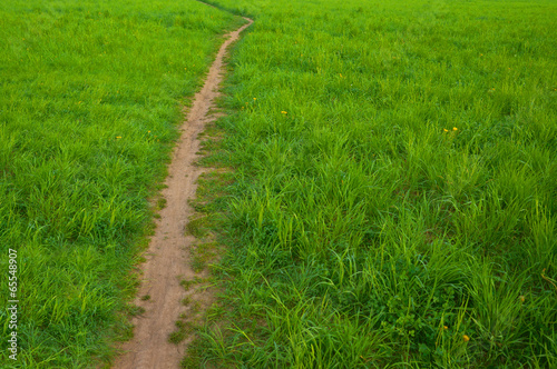 Rural footpath in a field among green grass