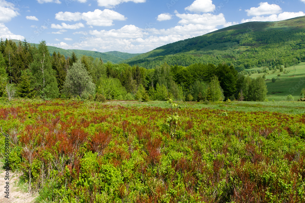 Obraz premium wiosna w górach, Bieszczady Polska