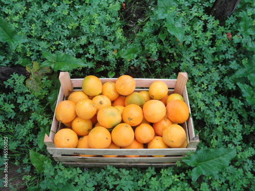 ARANCE RIBERELLA (ribera)