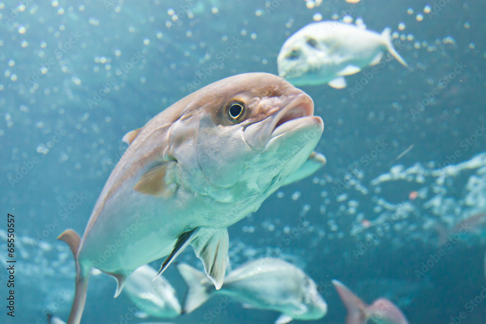 Kreta - Griechenland - Fisch Stock-Foto | Adobe Stock