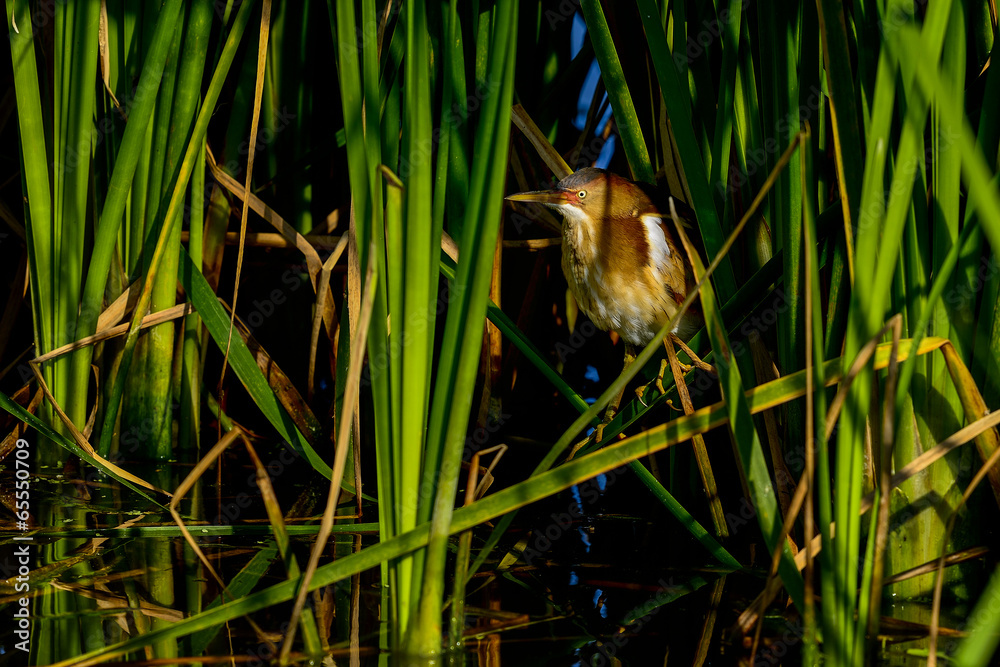 Obraz premium least bittern, viera wetlands