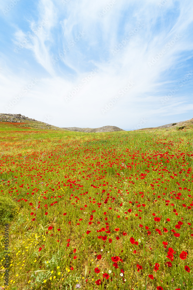 Kreta - Griechenland - Mohnwiesen von Prevelhi