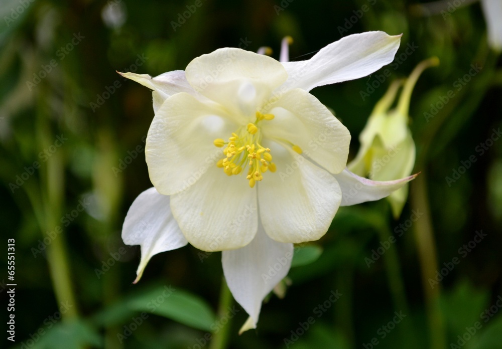 Obraz premium Aquilegia flabellata flowers with green background