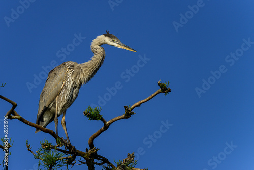 great blue heron