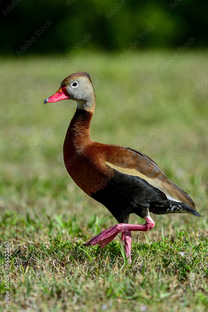 black-bellied whistling-duck, wacodahatchee wetlands black-bellied whistling-duck, wacodahatchee wetlands