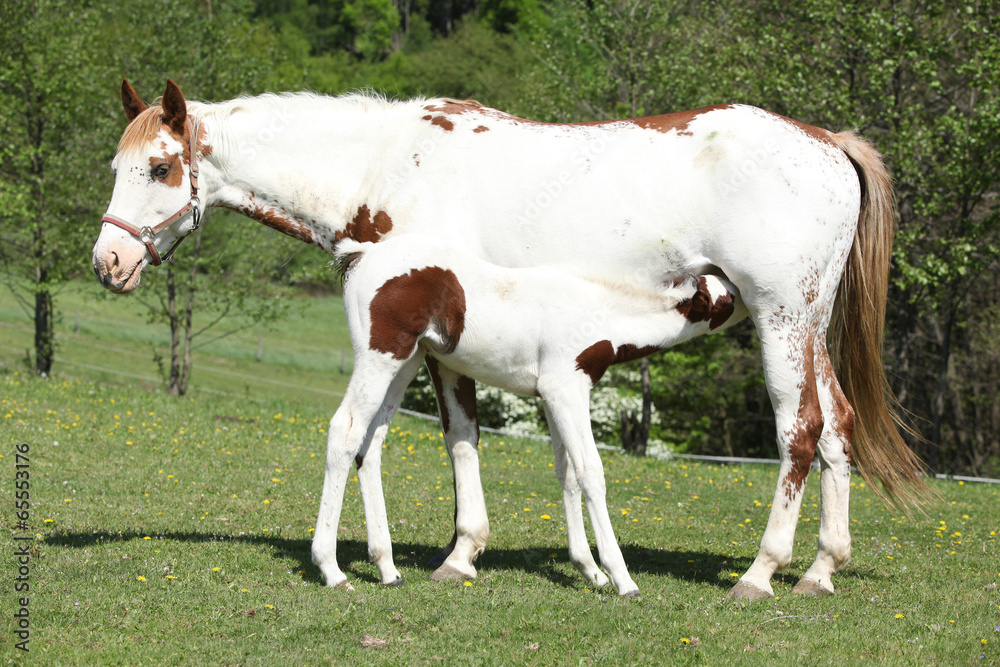 Amazing foal with mare on pasturage Amazing foal with mare on pasturage