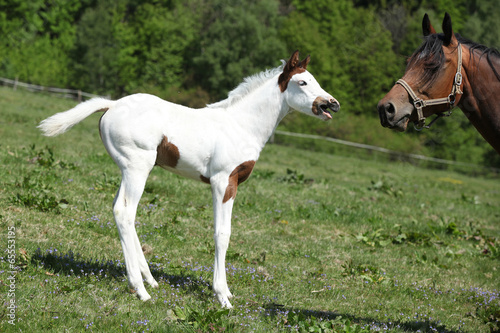 Amazing foal with mare on pasturage