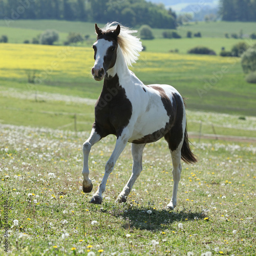 Gorgeous spotted horse running on spring pasturage