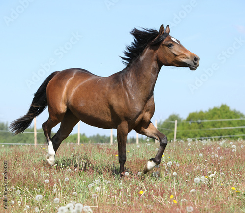 Fototapeta Naklejka Na Ścianę i Meble -  Amazing horse running on spring pasturage