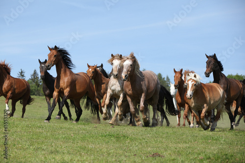 Fototapeta Naklejka Na Ścianę i Meble -  Very various batch of horses running on pasturage