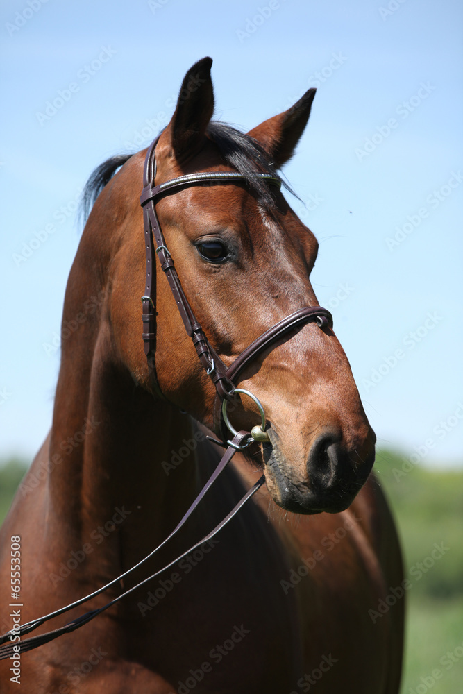 Fototapeta premium Potrait of beautiful horse with bridle