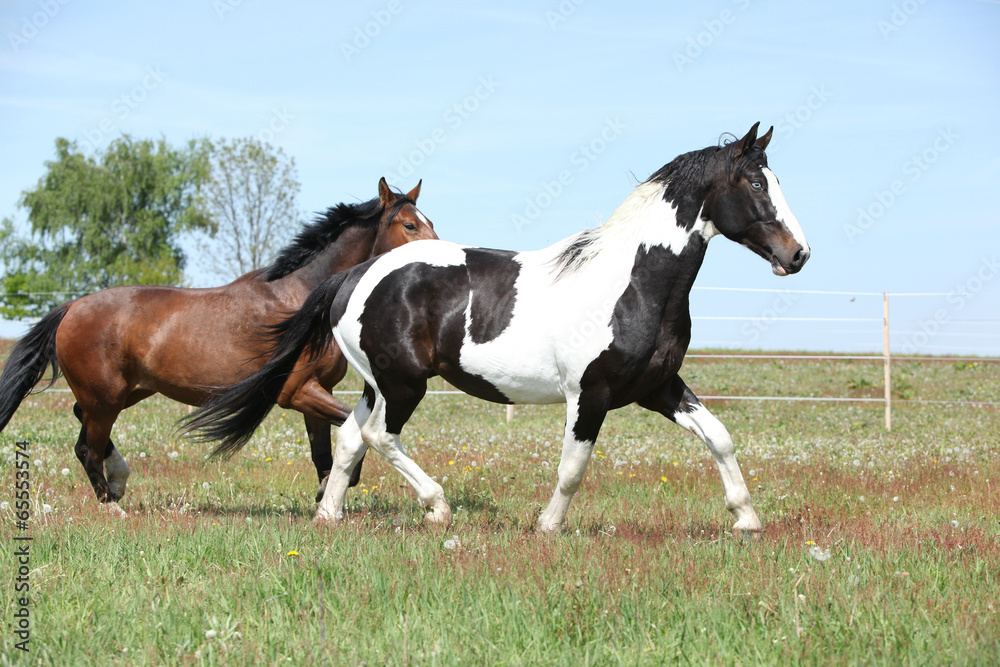 Two amazing horses running on spring pasturage