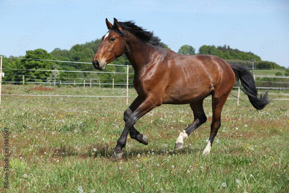 Brown horse running on flowered pasturage Brown horse running on flowered pasturage
