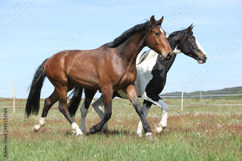 Two amazing horses running on spring pasturage